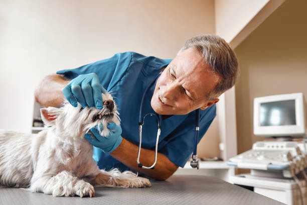 Best Pediatric Emergency Dentist in Lytle, TX